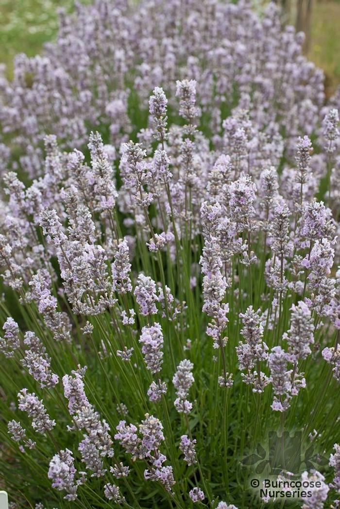 LAVANDULA angustifolia 'Loddon Pink' 